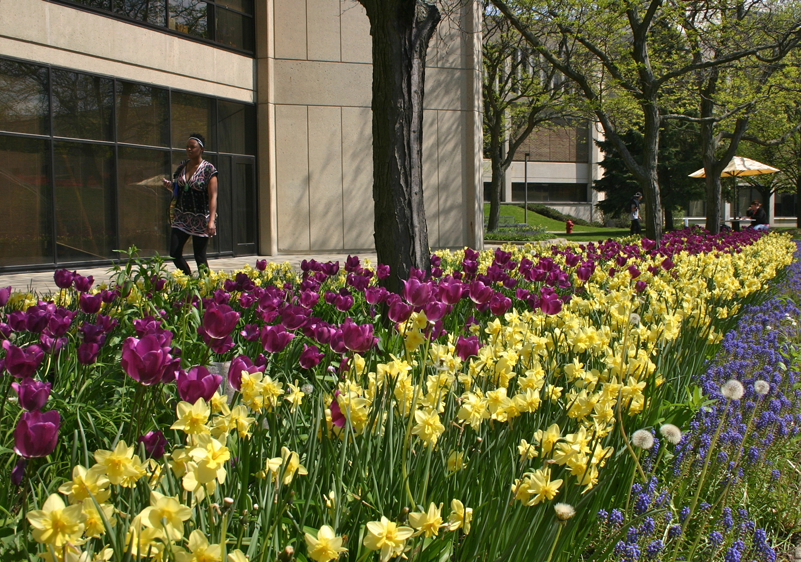 student walking on campus among tulips